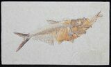 Extremely Rare Fish Aspiration Fossil - Fish Eating Fish! #31363-1